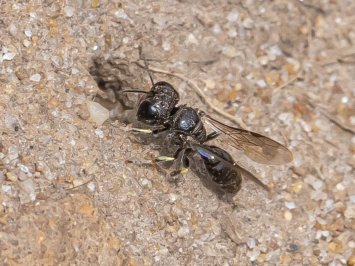 Lindenius albilabris.jpg